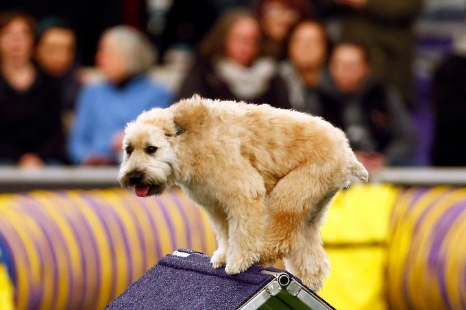 westminster dog show wheaten terrier