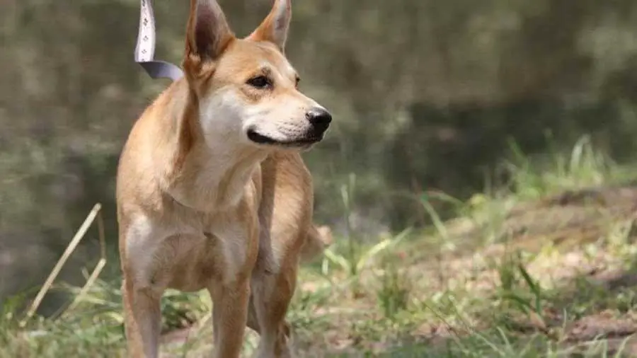 New ID for Dingoes  The Scientist Magazine®
